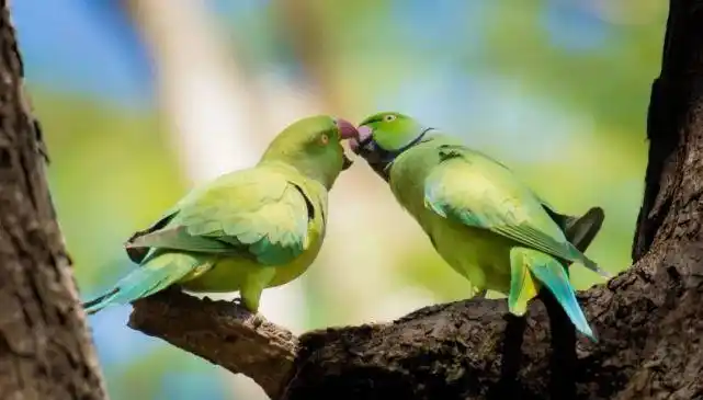 "秀恩爱"怎么翻译?许渊冲用的这个词太形象了!