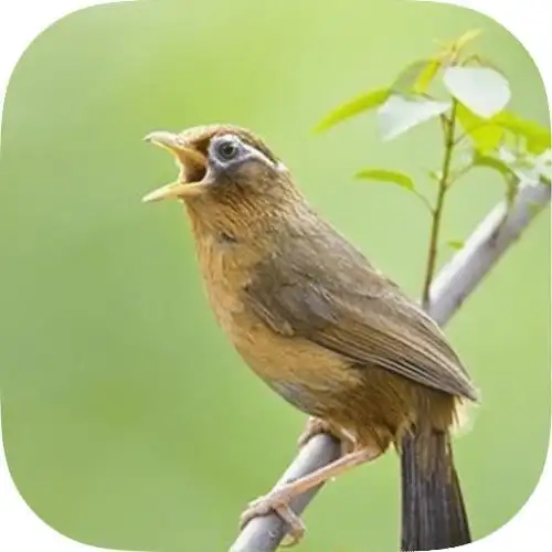 动物小鸟啾啾的鸣叫声音效声音音效素材-千库网