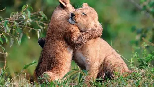 两只玩耍的小狮子 壁纸