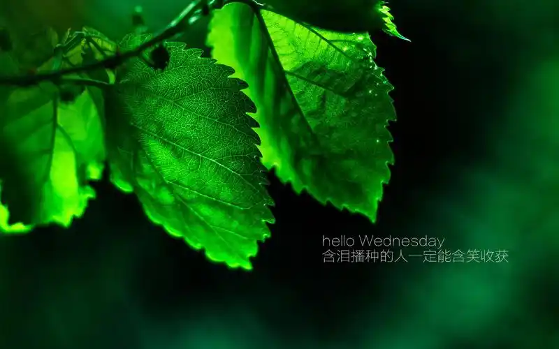 唯美文字每日心语清新绿色植物护眼桌面壁纸图片下载