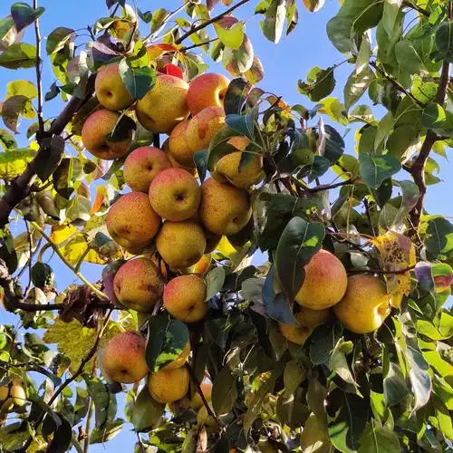 金秋北京大兴万亩梨园硕果累累