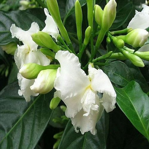 丁香花盆栽狗牙花水晶茉莉带花苞绿植花卉多年生灌木豆腐花浓香