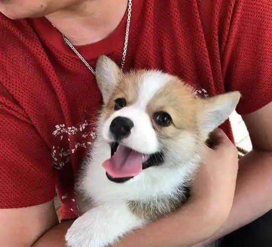 王思聪抱小柯基一脸宠溺,网友:王可可要失宠了?_赵子易_照片_小狗