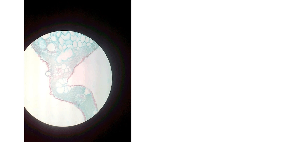 水稻叶横切,植物茎横切