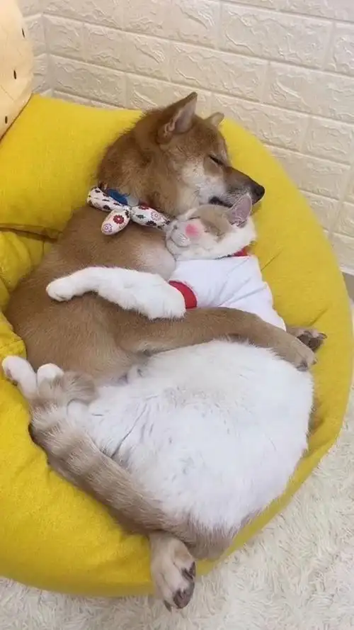 非常和谐的画面,猫狗搂着睡觉,一点也不害怕