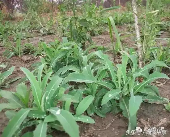 虎耳草治痔疮怎么用,良方:潮汕民间百味草药 - 生活百科 - 梦想与励志