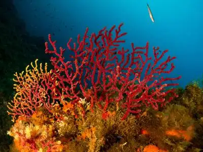 柳珊瑚海风扇图片