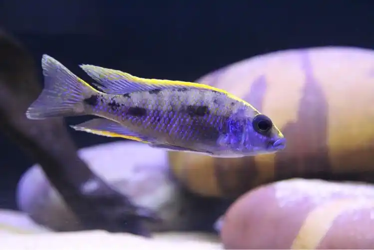 三湖慈鲷孔雀类出坑啦