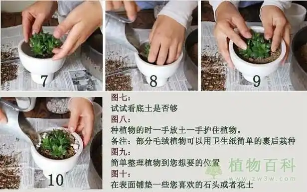 2,种植时一手放土一手护住步骤植物基地视频.