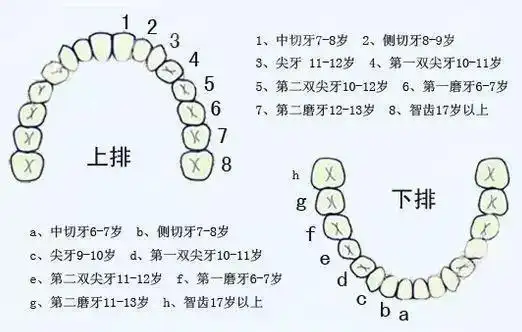 4颗乳磨牙→前磨牙11岁:4颗乳尖牙12岁:4颗乳磨牙→双尖牙12～14岁:新