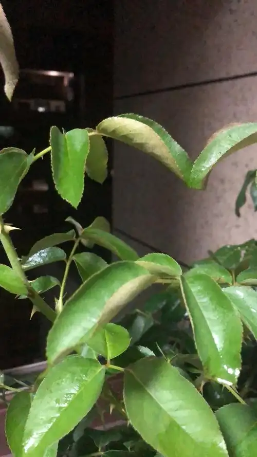 月季叶子卷卷了啥原因呢到家三天了这叶子卷起来了不知道是不是太热了