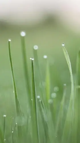 小清新养眼迷人的背景图