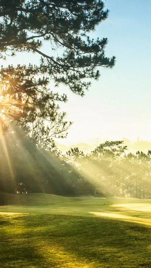 关键词 : 大树,天空,绿色,草地,阳光,h5背景,清新,h5,h5,文艺,小清新