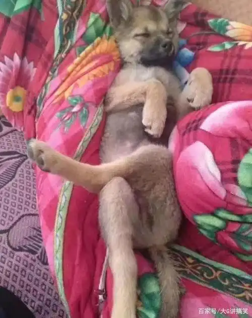 搞笑照片:我感觉年纪大了,可以买这个拐杖去蹦迪