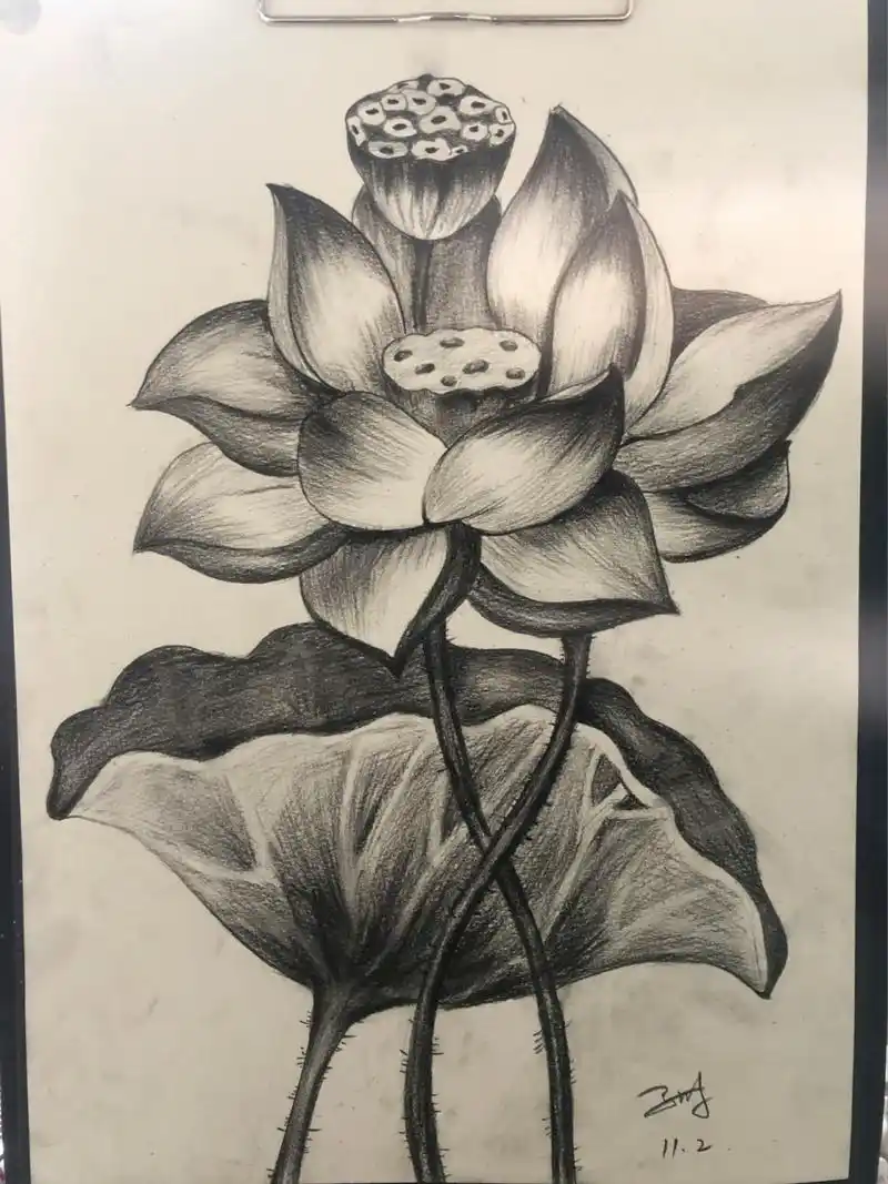 素描画,荷花,荷叶,速写,简笔画, 创意素描荷花.  代画