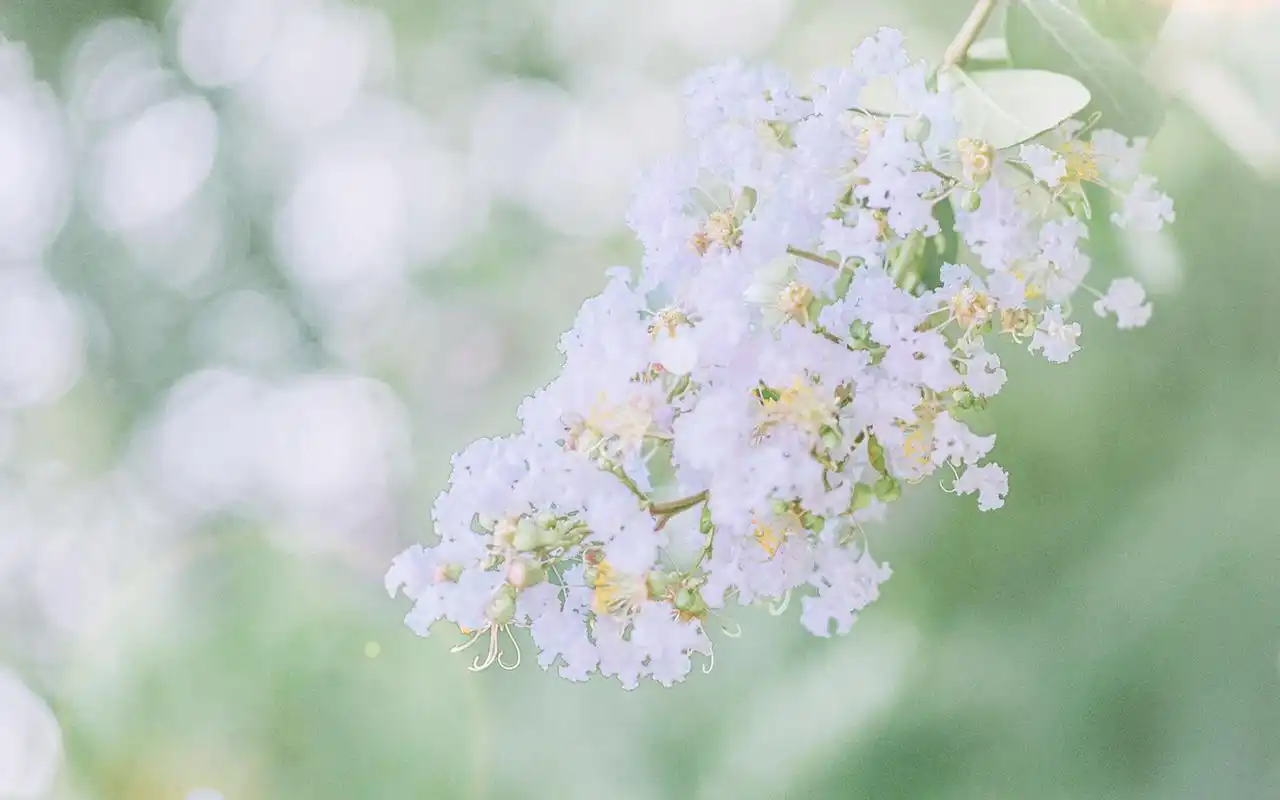 小清新简单唯美高清图片桌面壁纸