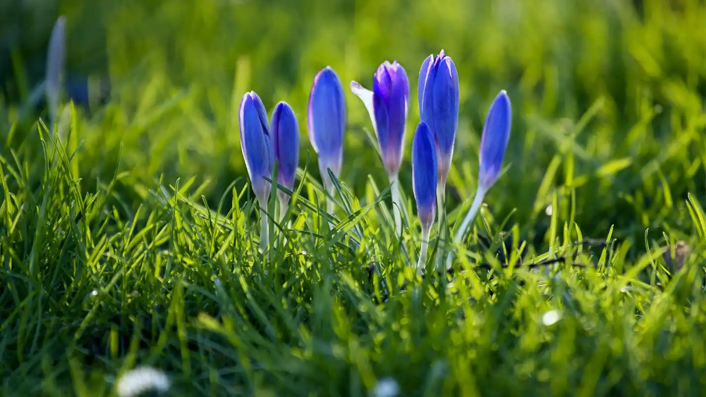 美丽清新的好看花卉花朵植物护眼桌面壁纸高清(2)