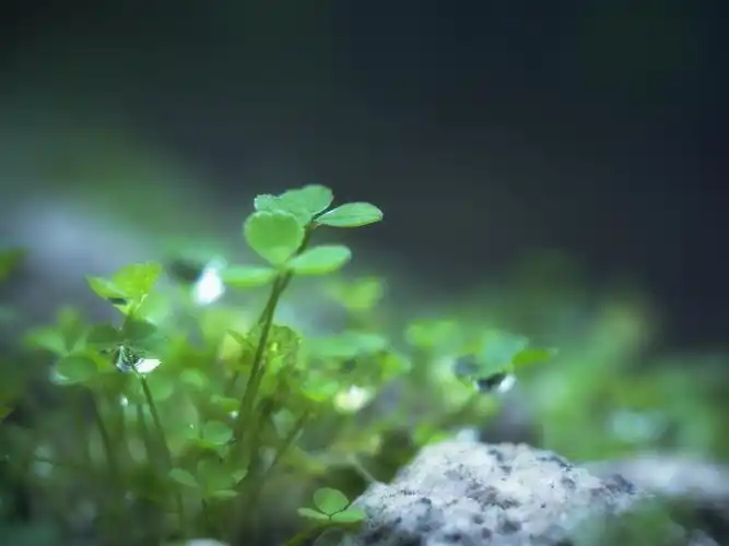 心清尘不染,护眼,绿色,清新,水珠,微距,水滴,叶子,四叶草,风景心清尘