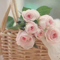 什么花做微信图像幸运_微信头像图片大全