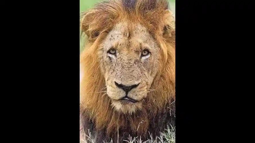 坏男孩雄狮联盟典藏版