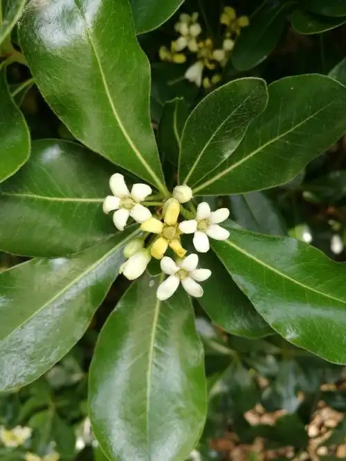 七里香这处开得好