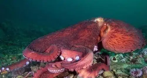 世界上最大的蚊子 金腹巨蚊长达40cm不吸血专吃昆虫(2)