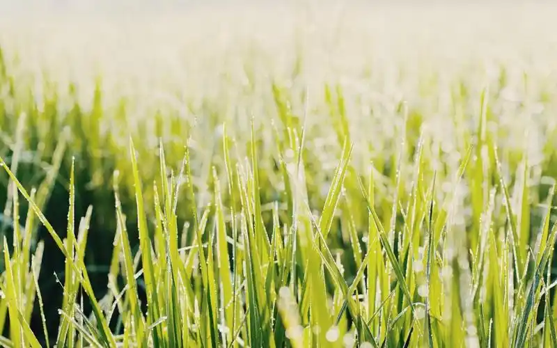 清晨独一无二的小清新植物ins风,高清壁纸,风景图片-回车桌面