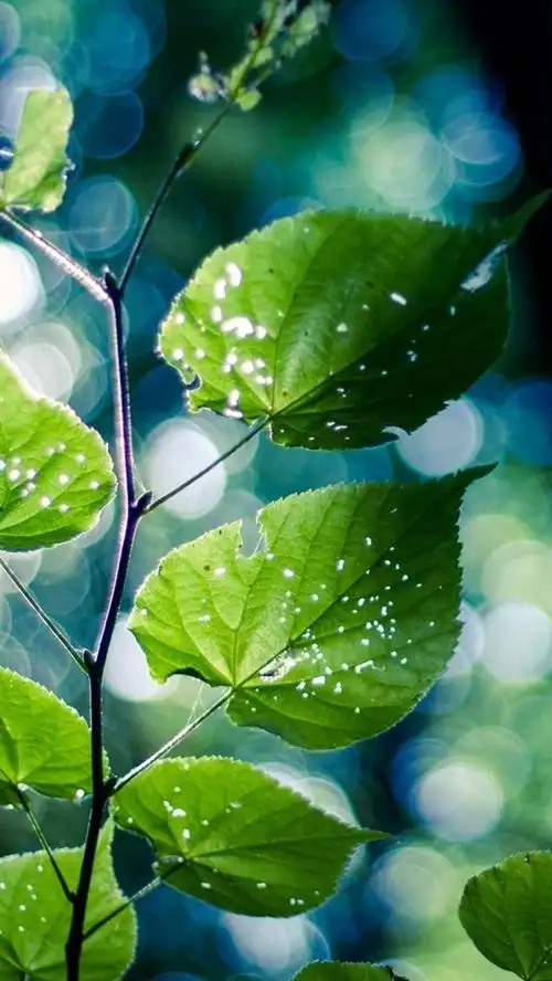 壁纸 绿色自然,分支,叶子,背景虚化 1920x1200 hd 高清壁纸, 图片