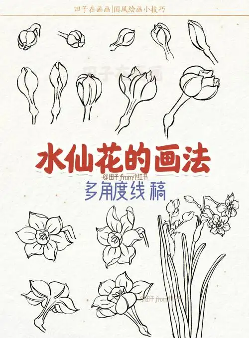 水仙花画法多角度线稿零基础绘画教程