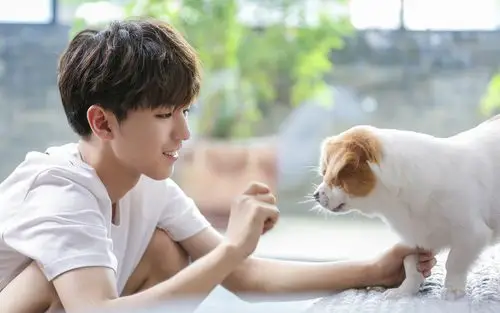 王俊凯清新帅气高清桌面壁纸