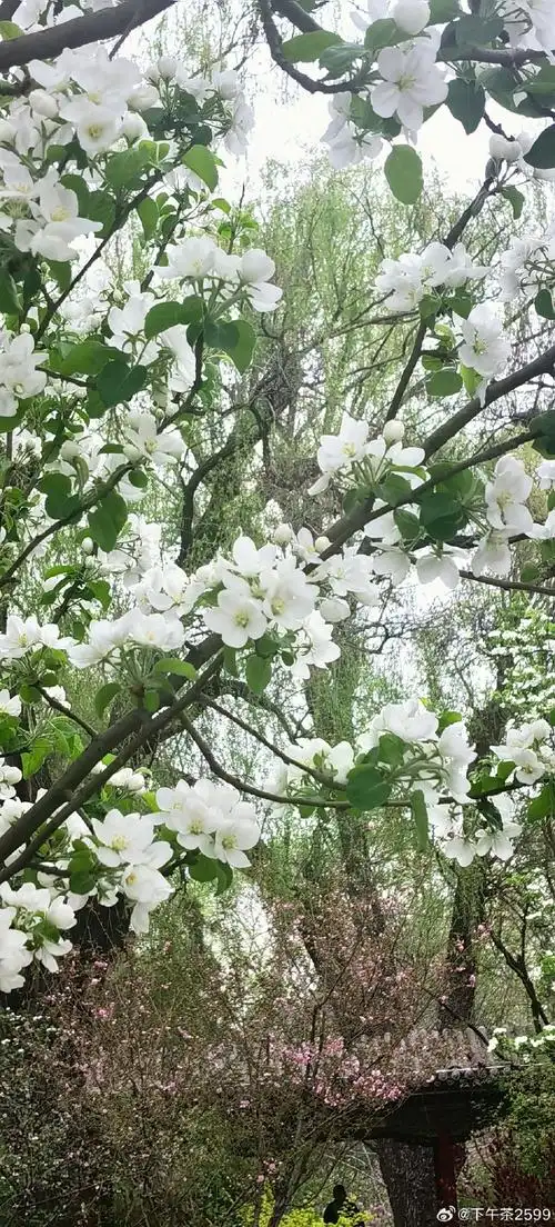 春天的花一场接一场开#春天是花开的季节,大地逐渐被斑斓的色彩所