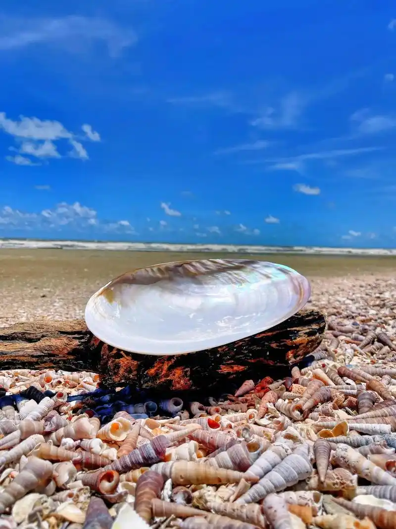 好美的印尼大海贝.#抖音图文计划 #大海的馈赠 #贝壳 - 抖音