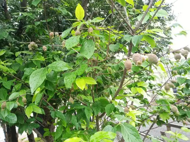 公园的腊梅硕果累累,可惜不能吃.