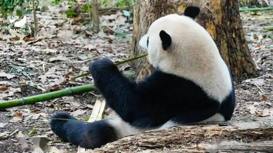 电脑壁纸已送达大熊猫含量100