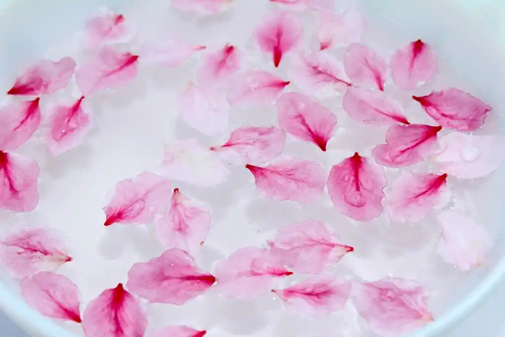 在水中的桃花瓣,在水中的桃花瓣