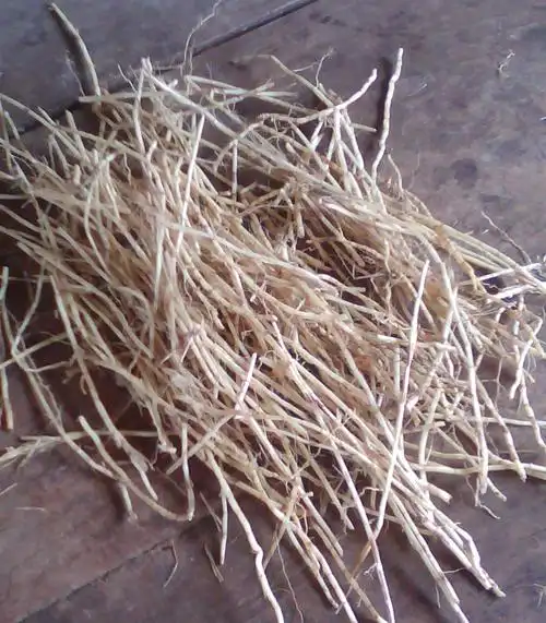 茅根草茅根水 现挖野生新鲜白茅根 茅草根甜草根 竹蔗芦根茶