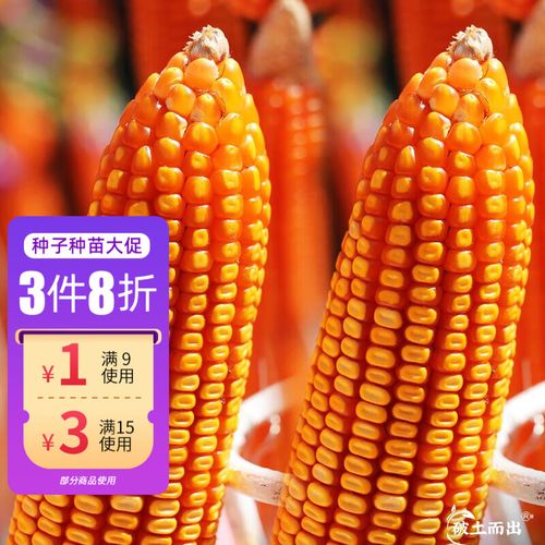 神禾郑单958玉米种子矮大棒杂交饲料包谷抗旱抗倒南北方耐旱春季 国审