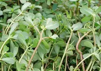 瓜子菜的营养价值_瓜子菜的功效与作用_瓜子菜的做法大全_5号网