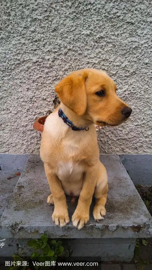 金色的拉布拉多小狗.