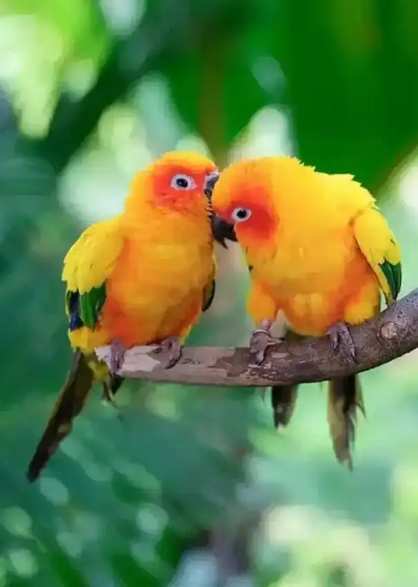 树上的鸟儿成双对野生动物零距离自然奇观