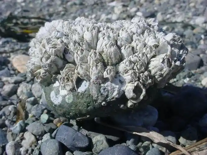 藤壶逼疯密集恐惧症同时还饱受吃货赞美