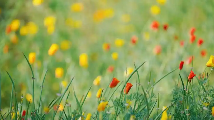 电脑壁纸 花卉 鲜花 小清新唯美的花菱草