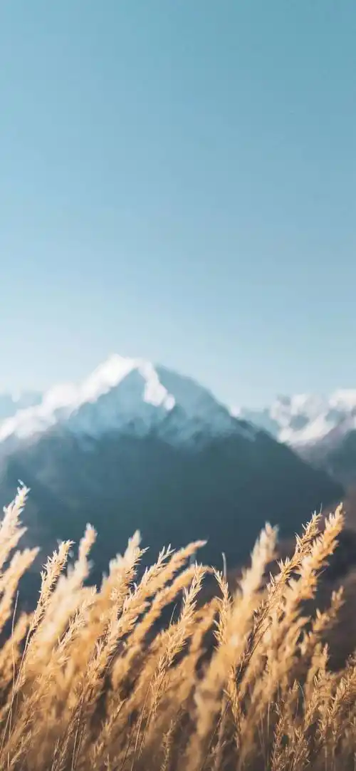 抖音壁纸 | 回家几天会被爸妈嫌弃?