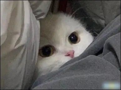 正在阅读朋友圈幽默霸气说说带图片是金子会发光何况我是钻石