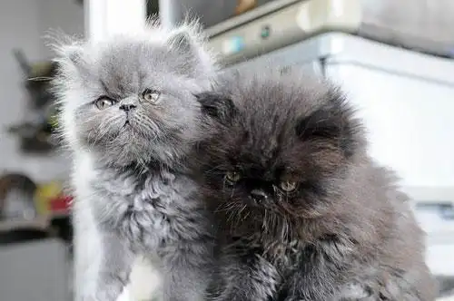 【波斯猫图片】哥俩这么萌,其他喵星人知道吗?