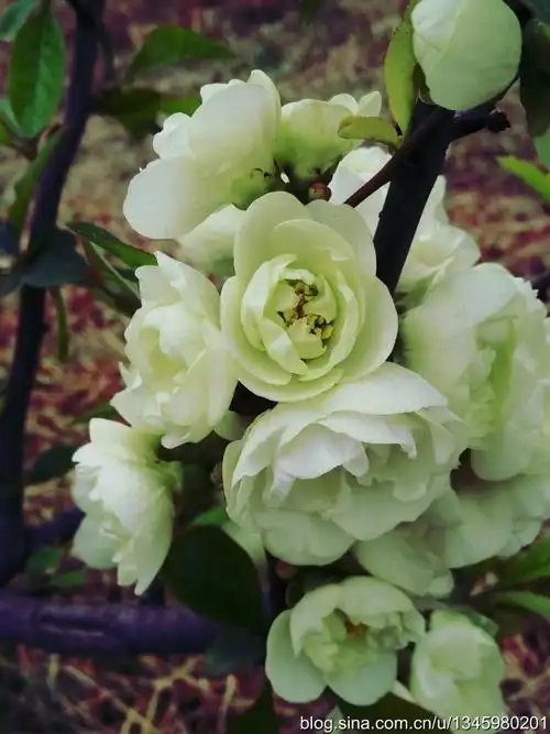 绿宝石海棠(绿宝石海棠开花图片) - 养殖日记