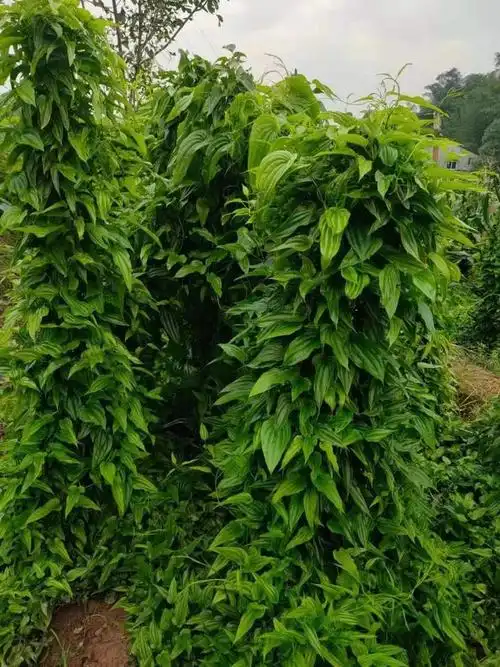 百部的种植技术