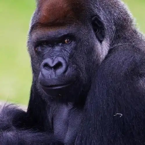 帅(霸)气!_动物园