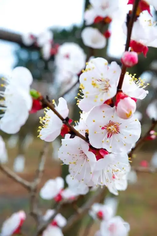 成都以北杏花最美快来这里约会春天