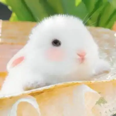 可爱萌萌哒适合做头像的动物图片